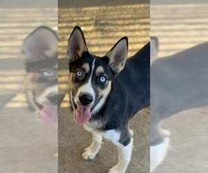 Siberian Husky-Unknown Mix Dogs for adoption in Riverside, CA, USA