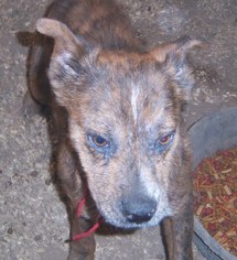 Mutt Dogs for adoption in Templeton, CA, USA