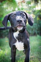 Boxador Dogs for adoption in Northport, AL, USA