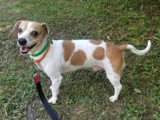 Doxle Dogs for adoption in Columbus, GA, USA