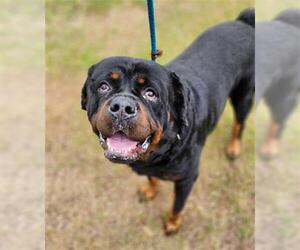 Rottweiler Dogs for adoption in Fort Lauderdale, FL, USA