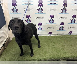Labrador Retriever Dogs for adoption in Orlando, FL, USA