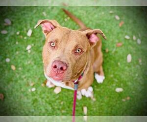 American Pit Bull Terrier Dogs for adoption in Orlando, FL, USA