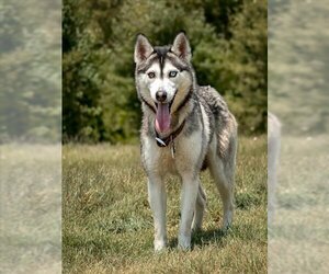 Siberian Husky Dogs for adoption in Forestville, MD, USA