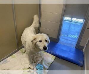 Great Pyrenees-Unknown Mix Dogs for adoption in Santa Cruz, CA, USA