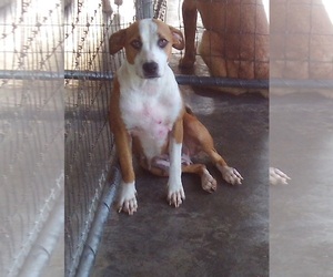 Boxador Dogs for adoption in Bonifay, MO, USA