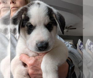 Labrenees Dogs for adoption in Brooklyn Center, MN, USA