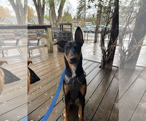 Doberman Pinscher-Unknown Mix Dogs for adoption in Fort Collins, CO, USA