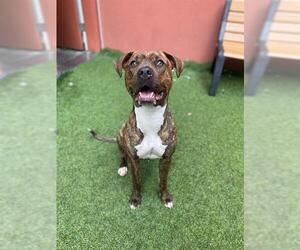 Mutt Dogs for adoption in San Francisco, CA, USA