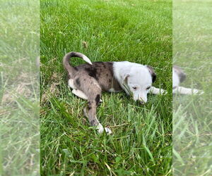 Australian Shepherd-Unknown Mix Dogs for adoption in Aurora, IN, USA