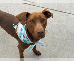 Labrador Retriever-Unknown Mix Dogs for adoption in Tulsa, OK, USA