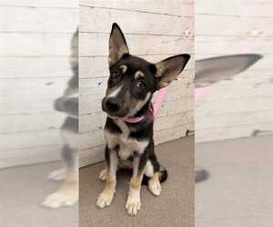 Siberian Husky-Unknown Mix Dogs for adoption in San Bernardino, CA, USA