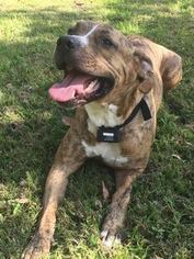 American Bulldog Dogs for adoption in Tampa, FL, USA