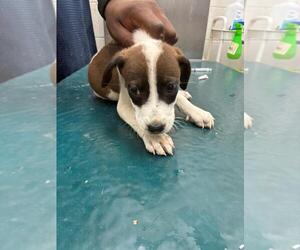 Mutt Dogs for adoption in Mobile, AL, USA