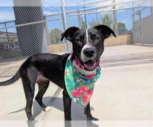 Border Collie-Unknown Mix Dogs for adoption in Denver, CO, USA