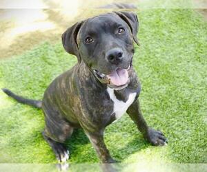 American Staffordshire Terrier Dogs for adoption in Tallahassee, FL, USA