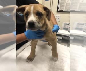 German Shepherd Dog-Unknown Mix Dogs for adoption in Long Beach, CA, USA