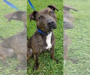 American Pit Bull Terrier Dogs for adoption in Sanford, FL, USA