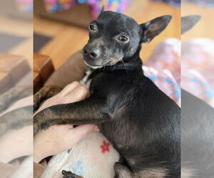 Chipin Dogs for adoption in Princeton, MN, USA