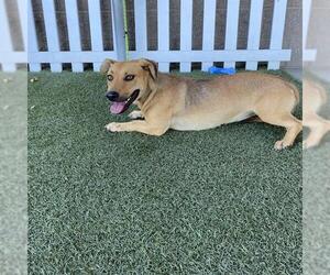 Dachshund-Unknown Mix Dogs for adoption in Modesto, CA, USA