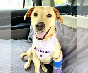 Labrador Retriever Dogs for adoption in Greenbelt, MD, USA