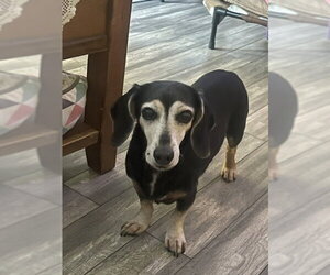 Dachshund Dogs for adoption in Los Angeles, CA, USA