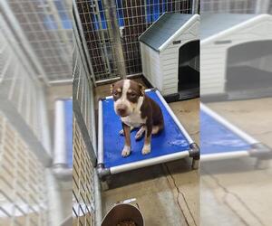 American Staffordshire Terrier-Unknown Mix Dogs for adoption in Tallahassee, FL, USA