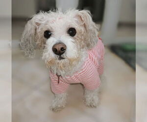 Maltese Dogs for adoption in Menifee, CA, USA