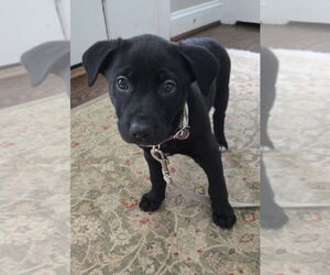 Bernese Mountain Dog-Labrador Retriever Mix Dogs for adoption in Greenbelt, MD, USA