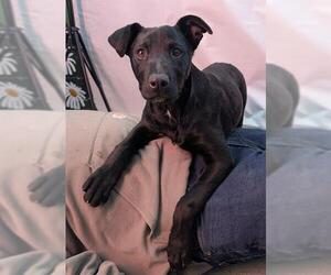 German Shepherd Dog Dogs for adoption in Frisco, CO, USA