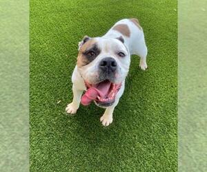 American Bulldog Dogs for adoption in Little Elm, TX, USA