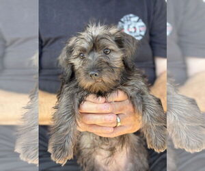 Miniature Schnauzer-Unknown Mix Dogs for adoption in Newport Beach, CA, USA
