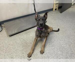 German Shepherd Dog-Unknown Mix Dogs for adoption in Visalia, CA, USA