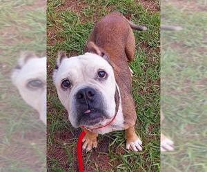 American Bulldog-Unknown Mix Dogs for adoption in Fort Lauderdale, FL, USA