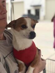 Chihuahua-Unknown Mix Dogs for adoption in Houston, TX, USA