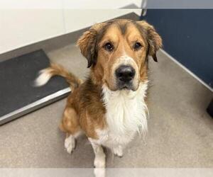 Great Pyrenees Dogs for adoption in HESPERIA, CA, USA