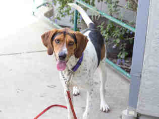 Treeing Walker Coonhound Dogs for adoption in Santa Rosa, CA, USA
