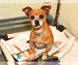 Chihuahua Dogs for adoption in West Valley, UT, USA