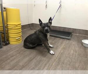 American Pit Bull Terrier Dogs for adoption in Pasadena, CA, USA