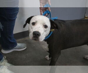 American Pit Bull Terrier-Unknown Mix Dogs for adoption in Mountain Home, AR, USA