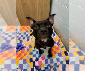American Pit Bull Terrier Dogs for adoption in Brighton, CO, USA