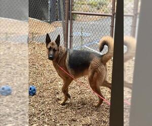 German Shepherd Dog Dogs for adoption in South Lake Tahoe, CA, USA