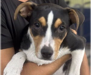 Jack Russell Terrier-Unknown Mix Dogs for adoption in Royal Palm Beach, FL, USA