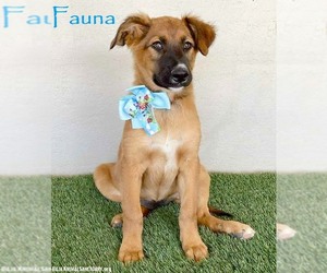 German Shepherd Dog-Unknown Mix Dogs for adoption in San Diego, CA, USA