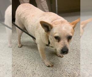 Mutt Dogs for adoption in Conroe, TX, USA