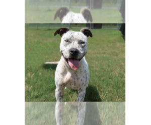 Mutt Dogs for adoption in Abbeville, LA, USA