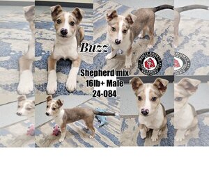 Medium Photo #1 Mutt Puppy For Sale in Georgetown, KY, USA