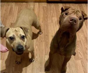 Chinese Shar-Pei Dogs for adoption in Louisville, KY, USA