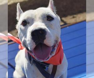 American Staffordshire Terrier-Unknown Mix Dogs for adoption in San Antonio, TX, USA