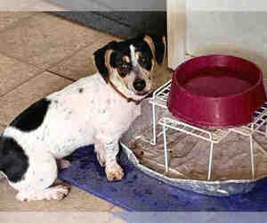 Toy Rat Doxie Dogs for adoption in Waco, TX, USA